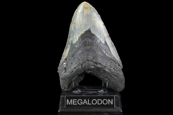 Fossil Megalodon Tooth - Monster Meg Tooth #86502